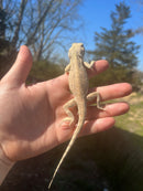 Pallida Pale Agama Adults (Agama trapelus pallida)