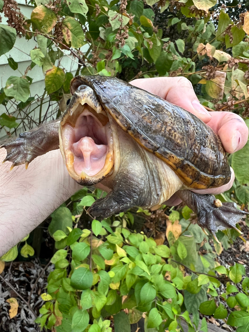 Vampire Musk Turtle Adult Female