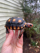 Brazilian Cherryhead Tortoise 2021