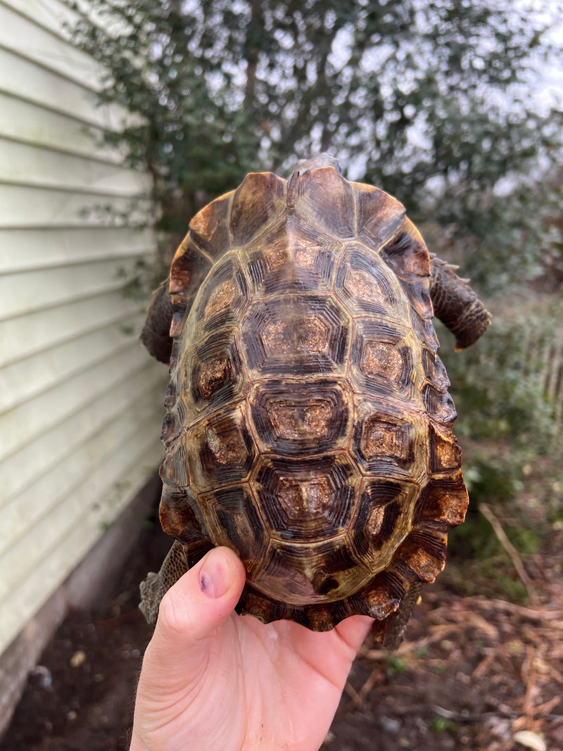 Homes Hinge-back Tortoise Adult Pair 2 (Kinixys homeana)