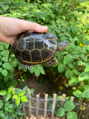 Hi  Yellow Adult European Pond Turtle Pair 2 (Emys orbicularis)