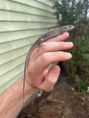 Jeweled Lacerta (Timon lepidus)
