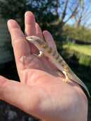 Sandfish Skink (Scincus scincus)
