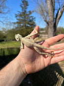 Sinai Blue Agama (Agama sinaita)