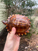 Spiny Hill Turtle CB Female 2 (Heosemys spinosa)