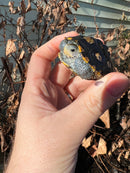 Ornate Diamondback Terrapin (4 inch) Female