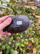Vampire Musk Turtle Adult Male