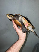 Pink Bellied Sideneck Turtle Adult Female (Emydura subglobosa)