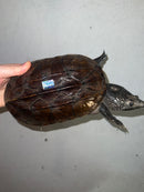 Mexican Giant Musk Adult Female 1 (Staurotypus triporcatus)