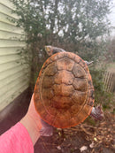 Pink Bellied Sideneck Turtle Adults (Emydura subglobosa)
