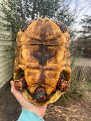 Red Foot Tortoise Adult Female 4 (Chelonoidis carbonaria)