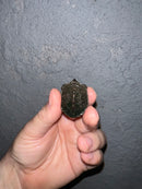 Concentric Diamondback Terrapin 2022 (Malaclemys terrapin)