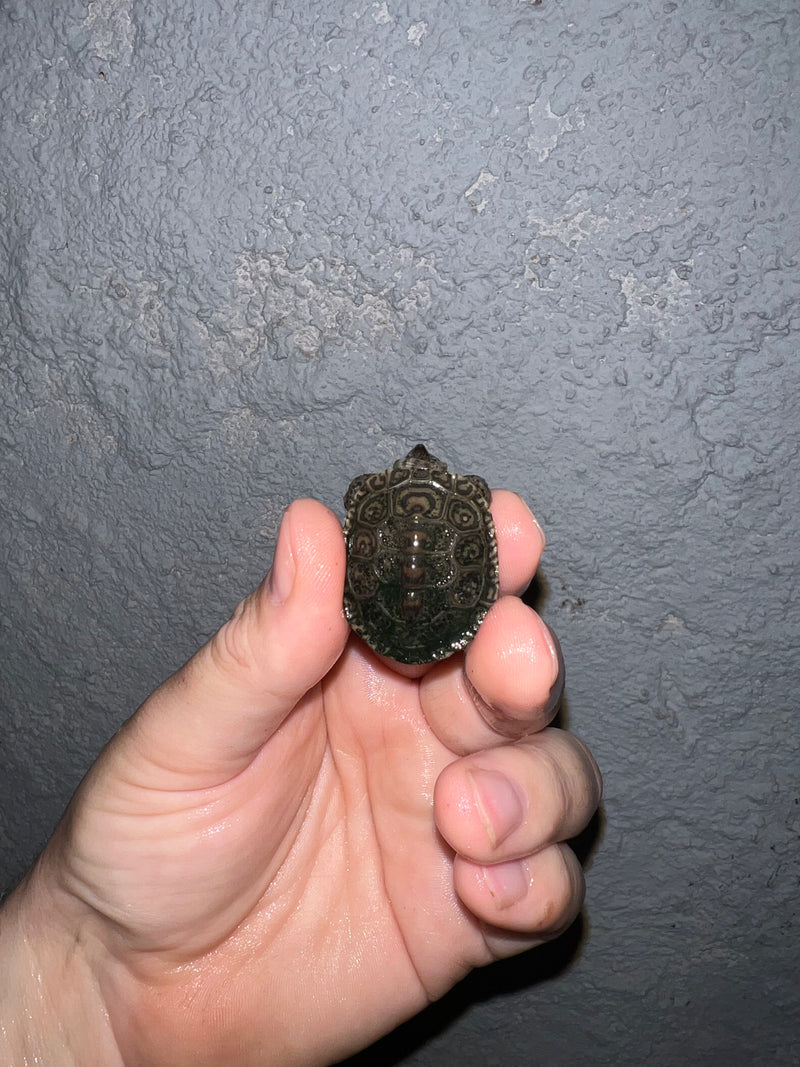 Concentric Diamondback Terrapin 2022 (Malaclemys terrapin)