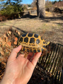 Forstens Tortoise 2020 Female 2 (Indotestudo forstenii)