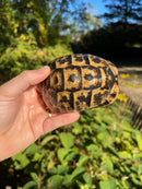 Tunisian Greek Tortoise Adult Pair  (Testudi gracea nabeulensis)