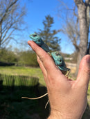 Sinai Blue Agama (Agama sinaita)