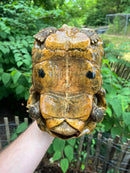 Forstens Tortoise Adult  Male 4 (Indotestudo forstenii)