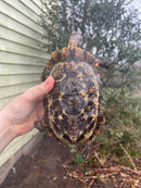 Homes Hinge-back Tortoise Adult Pair 3 (Kinixys homeana)