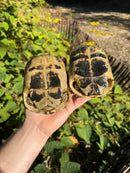 Tunisian Greek Tortoise Adult Pair  (Testudi gracea nabeulensis)
