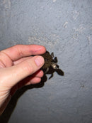 Concentric Diamondback Terrapin 2022 (Malaclemys terrapin)