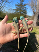 Sinai Blue Agama (Agama sinaita)