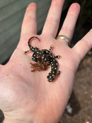Turkish Yellow Spotted Newts (Neurergus crocatus)
