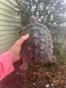 Pink Bellied Snapping Turtle Adults (Elseya novaguineae)