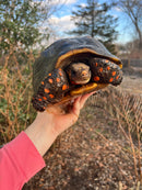 Red Foot Tortoise  Adult Female 2 (Chelonoidis carbonaria)