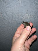 Concentric Diamondback Terrapin 2022 (Malaclemys terrapin)