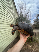 Red Foot Tortoise Adult Female 3 (Chelonoidis carbonaria)