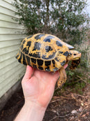 Forstens Tortoise Adult  Female 1 (Indotestudo forstenii)