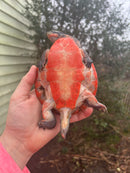 Pink Bellied Sideneck Turtle Adults (Emydura subglobosa)