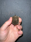 Concentric Diamondback Terrapin 2022 (Malaclemys terrapin)