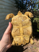 African Spurred Tortoise Female (7-8 inch) (Centrochelys sulcata)