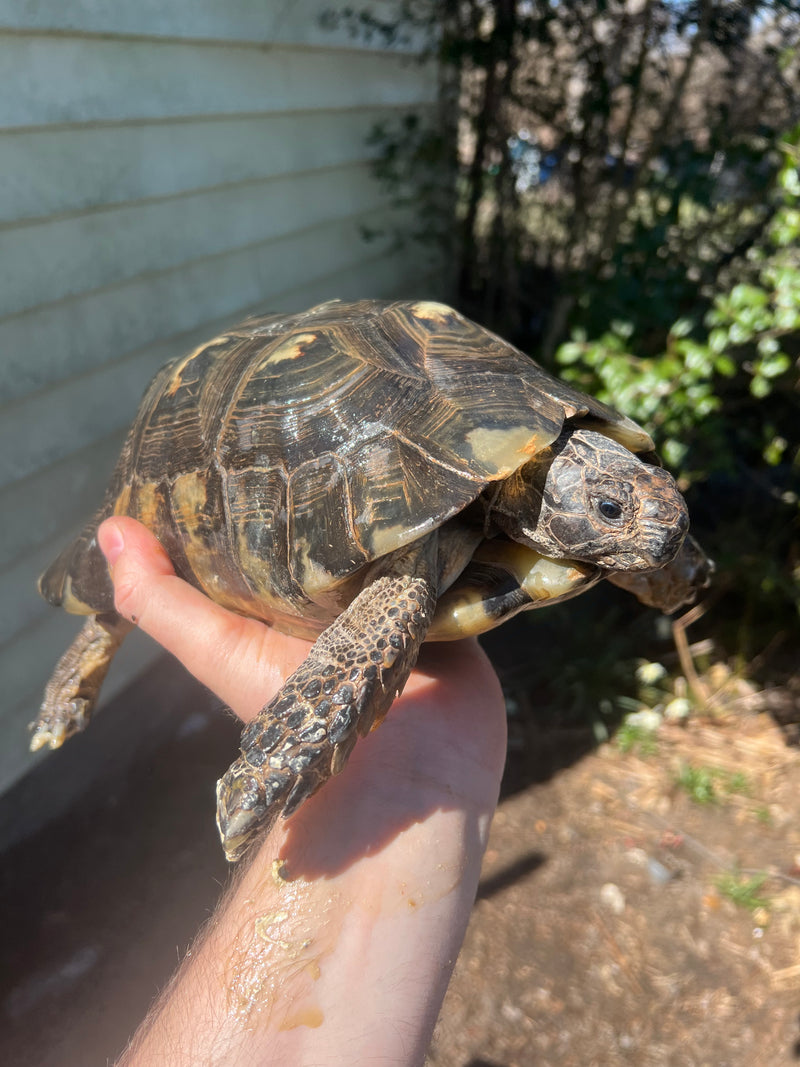 Marginated Tortoise Adult Male 2 (Testudo marginata)