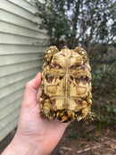 South African Giant  Leopard Tortoise Female 2021 (6 inch)(Stigmochelys p. pardalis)