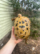 Forstens Tortoise 2020 Female 7 (Indotestudo forstenii)