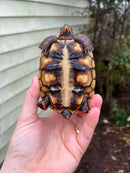 Brazilian Cherryhead Tortoise 2021