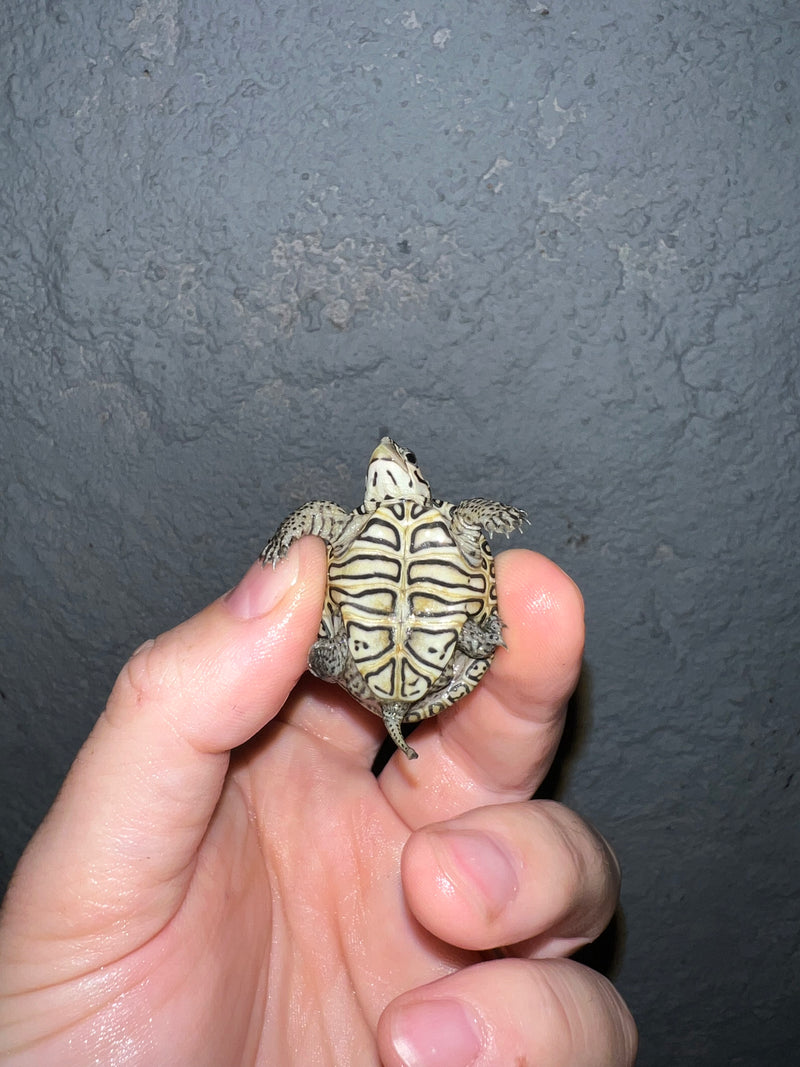 Concentric Diamondback Terrapin 2022 (Malaclemys terrapin)