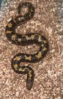 Kenyan Sand Boa (Gongylophis colubrinus)