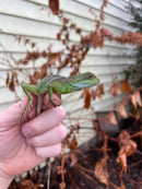 Water Dragon Baby (Physignathus cocincinus)
