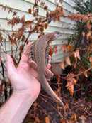 Giant Butterfly Agamas (Leiolepis guttata)