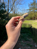 Pallida Pale Agama Adults (Agama trapelus pallida)