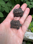 Florida Snapping Turtle (Chelydra serpentina osceola)
