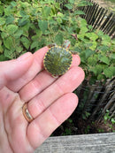 Pastel Clown Red Eared Slider Turtle