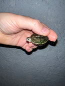 Concentric Diamondback Terrapin 2022 (Malaclemys terrapin)