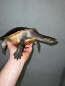 Pink Bellied Sideneck Turtle Adult Female (Emydura subglobosa)