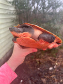 Pink Bellied Snapping Turtle Adults (Elseya novaguineae)