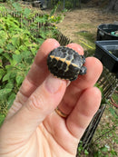 Pastel Southern Painted Turtle Baby (Chrysemys picta dorsalis)