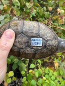 Vampire Musk Turtle Adult Female